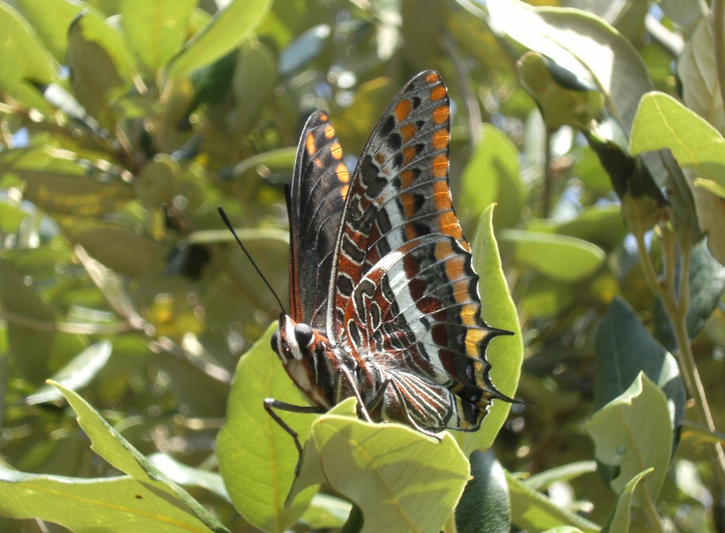 Charaxes iasius territoriali?